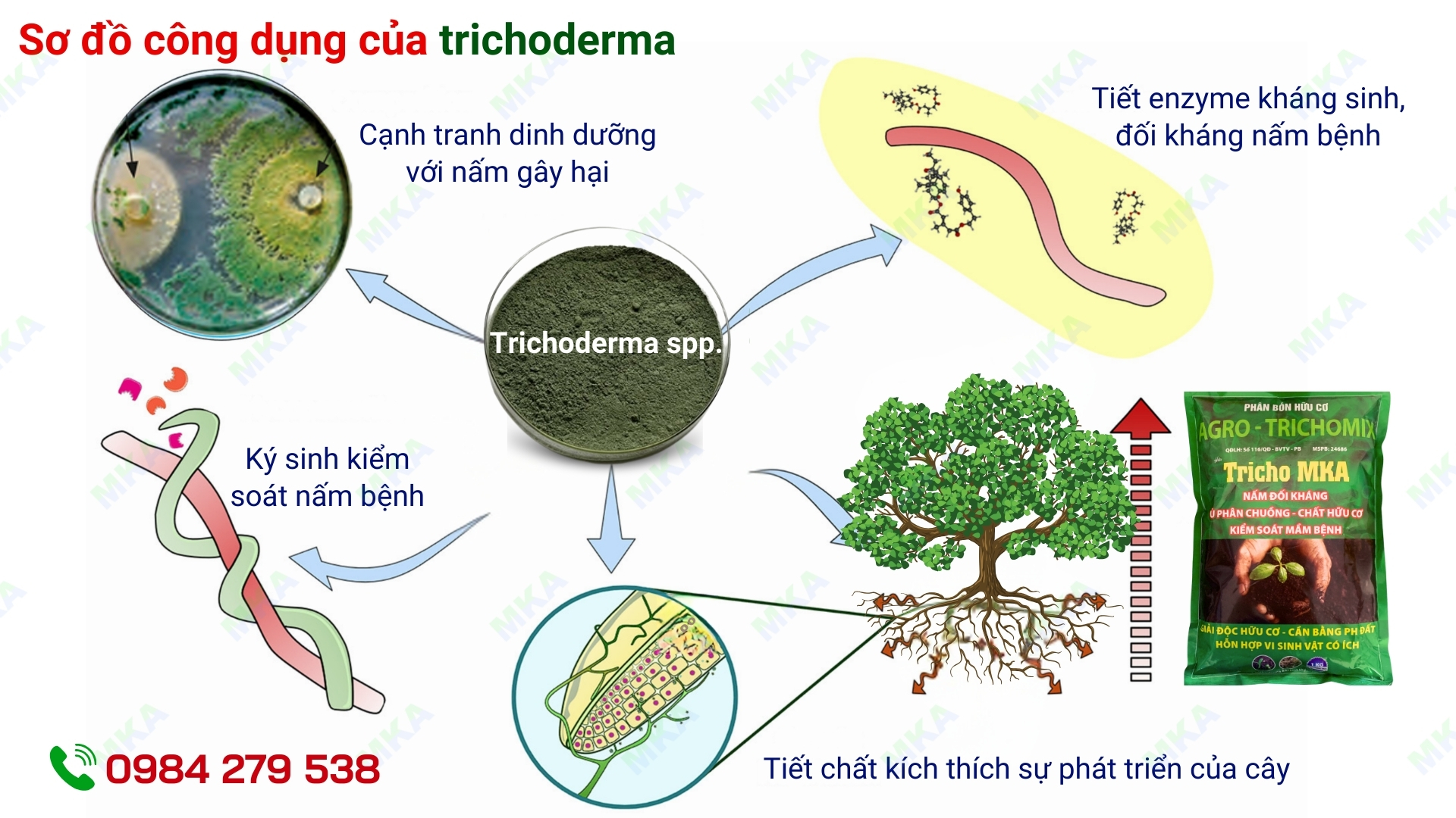 nấm đối kháng trichoderma giúp tăng sức đề kháng cây trồng